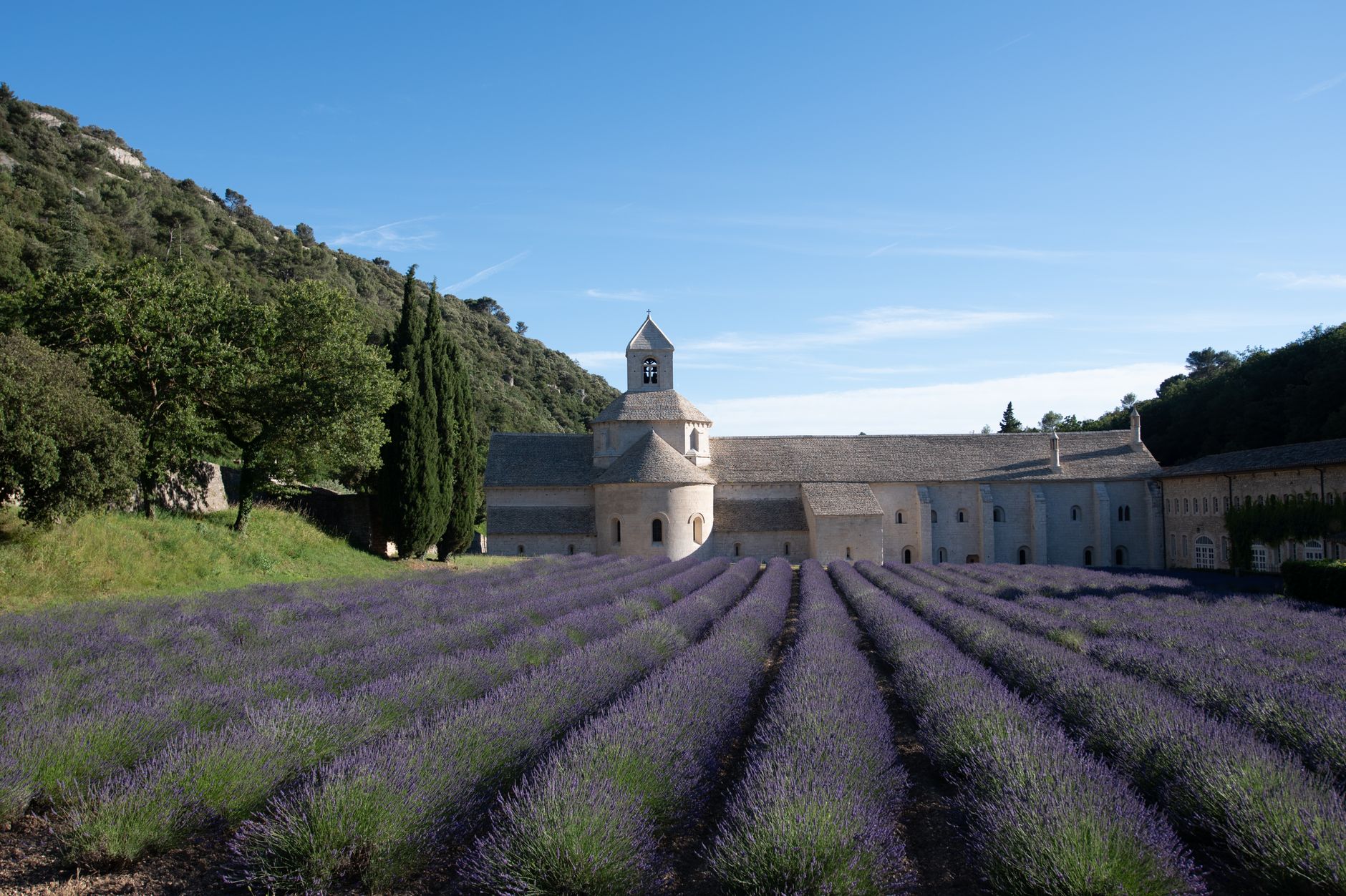 Paysage de Provence au soleil couchant avec champs de lavande